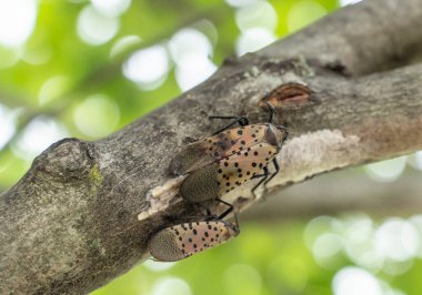Pennsylvania, Berks County 'deki ağaç dalına yumurta bırakan Benekli Lanternfly' ın yakın çekimi..