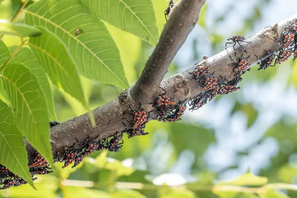 Lanternfly 'ın kırmızı perili sahnesinin yakın çekimi, Berks County, Pennsylvania' daki Sumac ağaç dalında..
