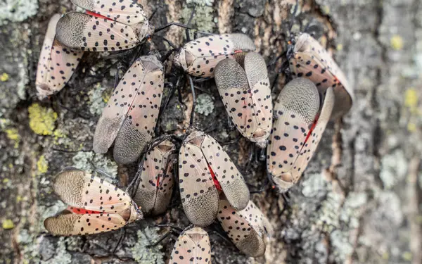 stock image Spotted Lanternflies were first found in Berks County, Pennsylvania in 2014 and has spread to surrounding states.