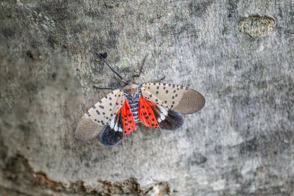 Akçaağaç üzerinde benekli Lanternfly (Lycorma delicatula). Lanternfly 'ın ilk varlığı Eylül 2014' te Berks County, Pennsylvania 'da onaylandı.
