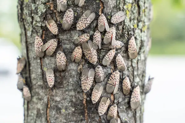 Berks County, Pennsylvania 'daki Lanternfly' lar. Asya 'ya özgü istilacı bitki örtüsü ilk olarak 2014 yılında Berks County' de keşfedildi..
