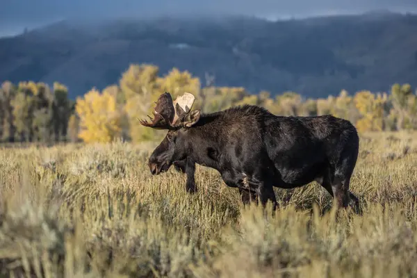 Güz Renkleri 'nde Boğa Geyiği (Alces alces) Grand Teton Ulusal Parkı, Wyoming