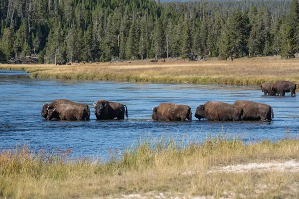 Yellowstone Ulusal Parkı 'ndaki Firehole Nehri' nde yürüyen güzel bizon manzarası.