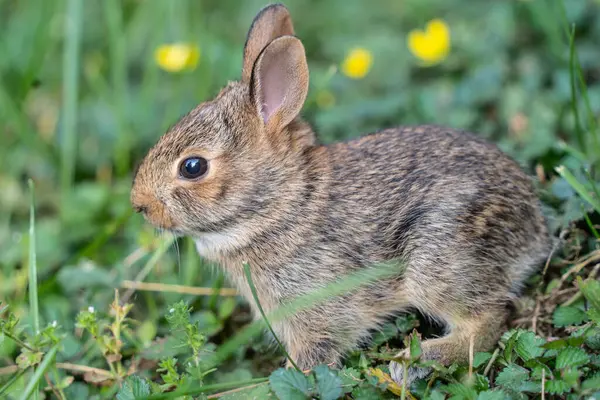 Yuvasından çıkarken sevimli Doğu Pamuk Kuyruklu bebek tavşanın (Sylvilagus Floridanus) yakın plan görüntüsü
