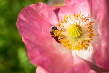 Pembe bir gelincik çiçeğinin üzerinde polen toplarken bal arısı Apis 'in yakın çekimi.