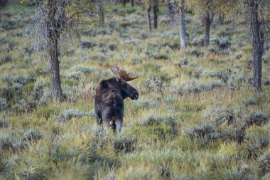 Geyik (Alces alces) Grand Teton Ulusal Parkı, Wyoming 'de sonbahar renkleriyle