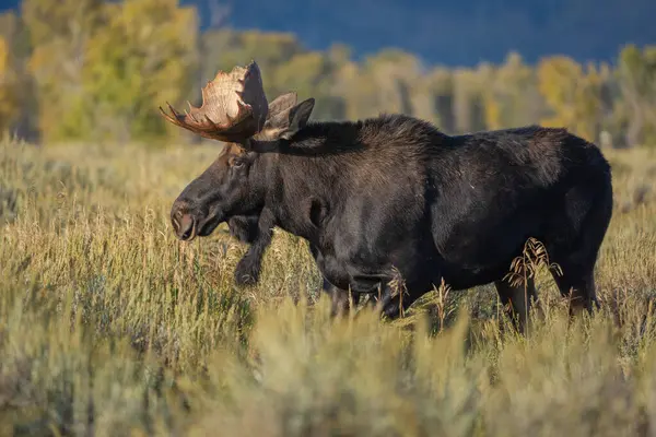 Güz Renkleri 'nde Boğa Geyiği (Alces alces) Grand Teton Ulusal Parkı, Wyoming