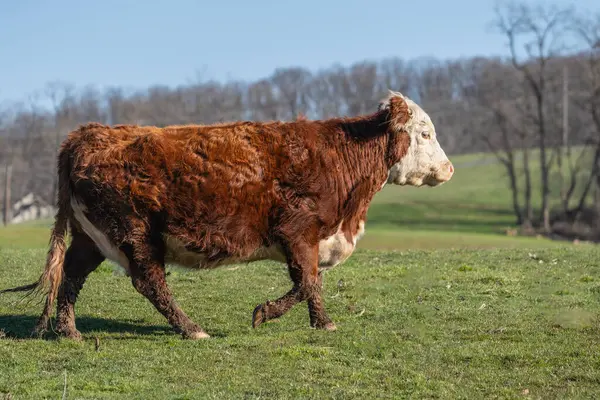 Pennsylvania kırsalındaki çayırlarda kahverengi ve beyaz Hereford sığırları otluyor.