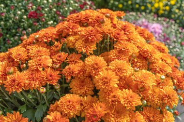 Parlak turuncu anneler sonbahar tatili için zamanında çiçek açıyor.