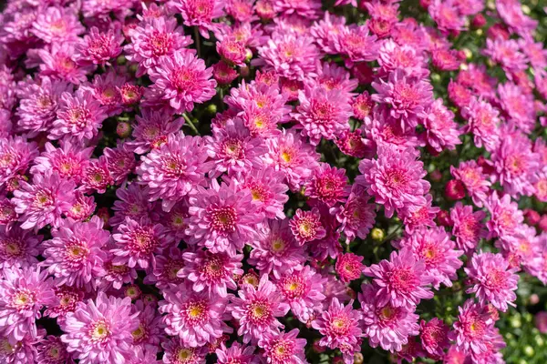 Taze Pembe Anneler Sonbaharda Çiftçi Pazarı 'nda