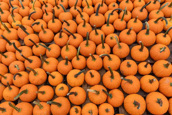 New Jersey 'deki Farmer' s Market 'te parlak turuncu balkabağı sıralarının üst görüntüsü