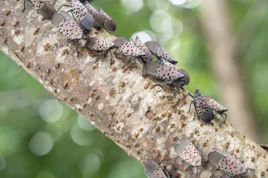 Pennsylvania, Berks County 'deki ağaç dalında Benekli Lanternfly sürüsü. 