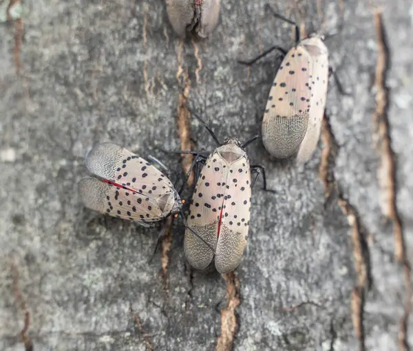 Pennsylvania, Berks County 'deki Lanternfly' lara yakın çekim. Asya 'ya özgü istilacı bitki örtüsü ilk olarak 2014 yılında Berks County' de keşfedildi..