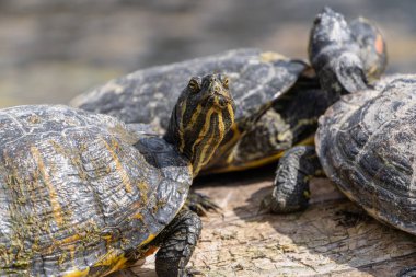 İlgi çekici sarı göbekli sürgülü kaplumbağa ilkbaharda günbatımında güneşlenirken kameraya bakar.