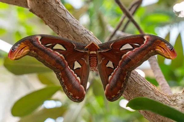 Atlas Güvesi (Attacus atlası) kelebek avlusunda yumurtadan çıkar ve kanatlarını açar. Atlas güvesi dünyanın en büyük ikinci güve türüdür.