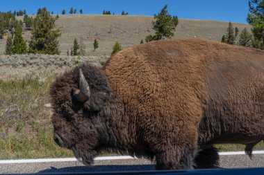 Yellowstone Ulusal Parkı 'nda Büyük Bison yürüyor..