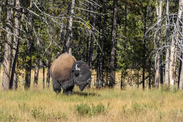 Amerikan Bizonu, sonbaharda Yellowstone Ulusal Parkı 'nda orman yakınlarında yürüyor.