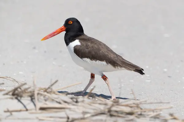 Cape May Point Eyalet Parkı 'ndaki korumalı plajda yürüyen bantlı Amerikan Oystercatcher' ın yakın çekimi.