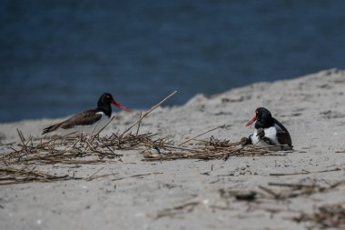 Amerikan istiridye avcısı çifti ve yavruları Cape May Point Eyalet Parkı 'nda yuva yapıyor..