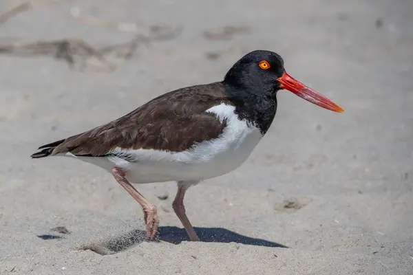 Cape May Eyalet Parkı 'nda yürüyen Amerikalı istiridye avcısı..