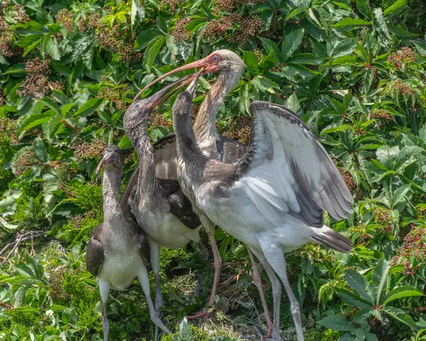 Yetişkin beyaz aynaklar (Eudocimus albusu) Ocean City, New Jersey Rookery 'de aç genç yavruları besliyor.
