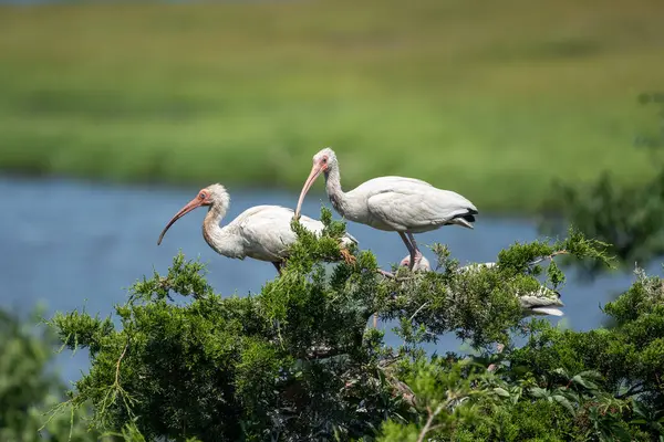 Beyaz Ibis, arka planda sulak alanlar olan ağaca tünemiş, Okyanus Şehri, New Jeresy