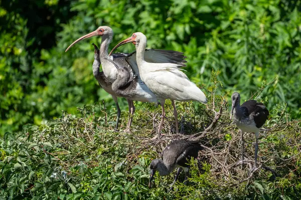 Kıvrık gagalı ve pembe bacaklı beyaz Ibis ailesi Ocean City, New Jersey arka planında sulak alanlar olan ağaca tünemiş.