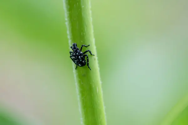 Berks County, Pennsylvania 'daki Black Nymph Lanternfly' ın makrofotoğrafçılığı