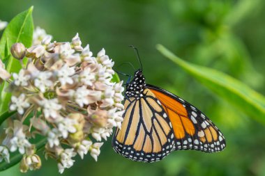 Kral kelebeği (Danaus Plexippus) yazın ekilmemiş çayırlarda yaygın süt otuyla beslenir..