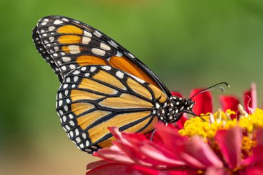 Kral kelebeği (Danaus Plexippus) yaz bahçesinde pembe zinniayla beslenir.