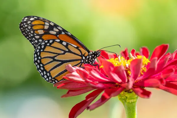 Monarch Butterfly 'ın yaz bahçesindeki Pembe Zinnia' daki yakın çekimi.