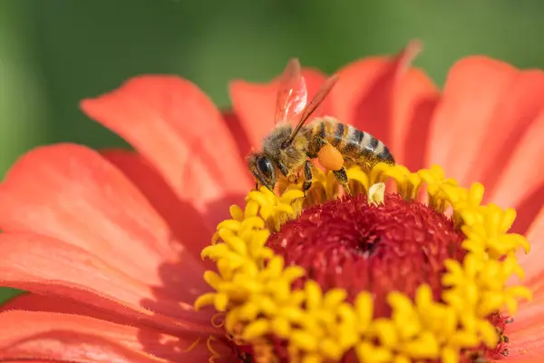 Bal arısı (Apis) yaz bahçesinde turuncu Zinnia 'da nektar ve polen toplar.