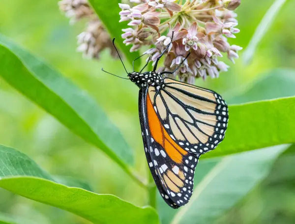 Kral kelebeği (Danaus Plexippus) yazın ekilmemiş çayırlarda yaygın süt otuyla beslenir.