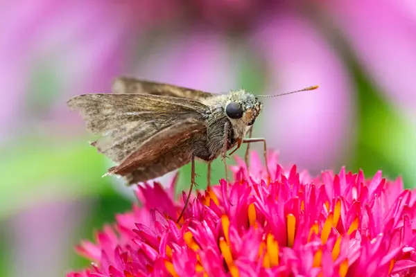 Skipper Butterfly 'ın (Hesperiidae) yaz bahçesindeki pembe çiçeğe yakın çekim