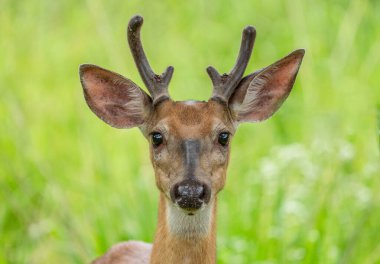 White-tailed deer looks a camera as he grazes in summer meadow in park. clipart