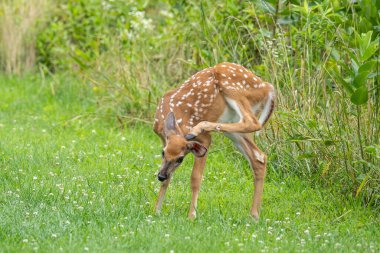 White-tailed deer fawn scratches behind its ear in summer meadow in Berks County, Pennsylvania clipart