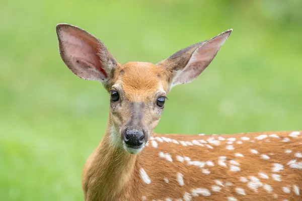 Stock image Close-up portrait of white-tailed deer fawn looking at camera 