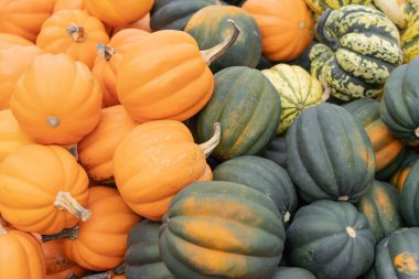 Yerel çiftçi pazarında meşe palamudu sergileniyor