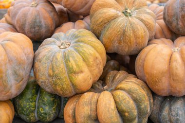 Taze Peri Masalı Kabakları Yerel Çiftlik Pazarı 'nda Görünüyor