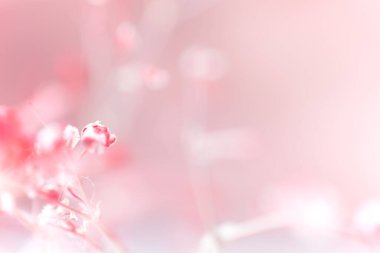 Defocused delicate white pink background .Bokeh flowers. Place for text.