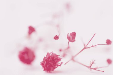 Bokeh of red flowers. Defocused background. Defocused abstract floral background