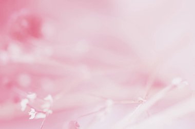 Gentle delicate blurred white pink background. .Bokeh flowers.