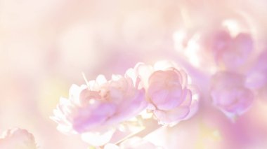Odaklanamayan çiçekli pastel arka plan. Bokeh bahar çiçekleri.
