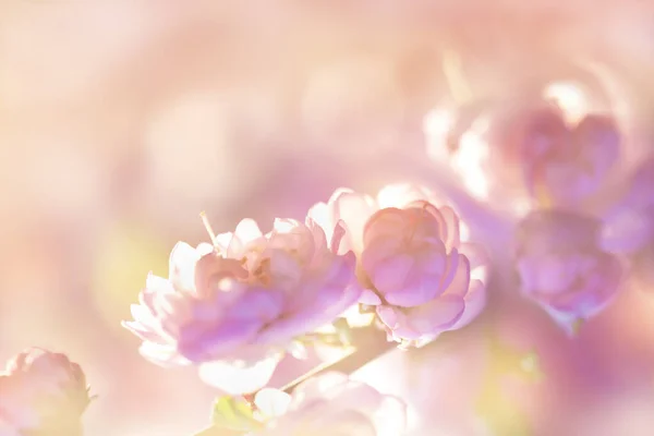 Defokussierter Floraler Pastellhintergrund Bokeh Frühlingsblumen — Stockfoto