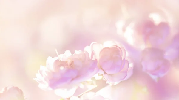 Расширенный Цветочный Пастельный Фон Весенние Цветы Боке — стоковое фото