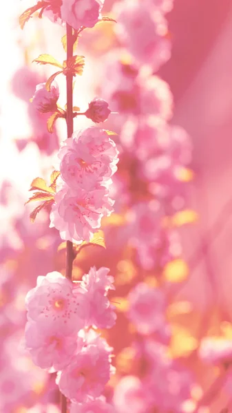Красно Розовый Натуральный Цветочный Фон — стоковое фото