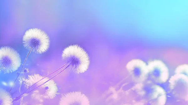 Vervaagde Natuurlijke Achtergrond Delicate Natuurlijke Achtergrond Felle Kleuren Fluffy Bloemen — Stockfoto