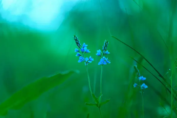 Spring Background Blue Flower Green Grass Background Selective Focus Artistic Stock Photo