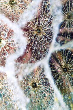 Soyut karahindiba çiçeği arkaplanı. Bahar doğası. Çiy damlalarında karahindiba tohumlarının arka plan makrosu.