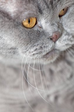 Gri bir kedinin namlu ağzı. Seçici odaklanma. İskoç kedisi.